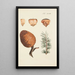 Illustration of wild trees, perennial plants, and shrubs Pl027 - Carl Christoph Oelhafen von Schöllenbach — framed artwork on a wall