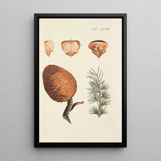 Illustration of wild trees, perennial plants, and shrubs Pl027 - Carl Christoph Oelhafen von Schöllenbach — framed artwork on a wall