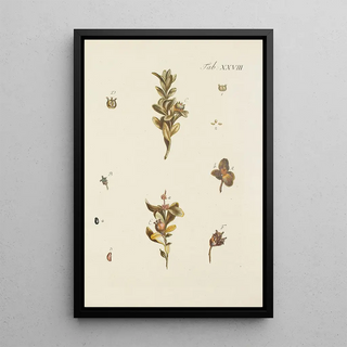 Illustration of wild trees, perennial plants, and shrubs Pl028 - Carl Christoph Oelhafen von Schöllenbach — framed artwork on a wall