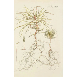 Illustration of wild trees, perennial plants, and shrubs Pl029 - Carl Christoph Oelhafen von Schöllenbach — artwork view
