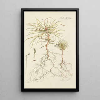 Illustration of wild trees, perennial plants, and shrubs Pl029 - Carl Christoph Oelhafen von Schöllenbach — framed artwork on a wall