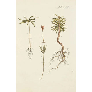 Illustration of wild trees, perennial plants, and shrubs Pl030 - Carl Christoph Oelhafen von Schöllenbach — artwork view