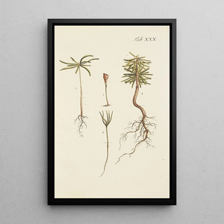 Illustration of wild trees, perennial plants, and shrubs Pl030 - Carl Christoph Oelhafen von Schöllenbach — framed artwork on a wall