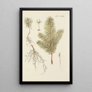 Illustration of wild trees, perennial plants, and shrubs Pl031 - Carl Christoph Oelhafen von Schöllenbach — framed artwork on a wall