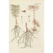 Illustration of wild trees, perennial plants, and shrubs Pl032 - Carl Christoph Oelhafen von Schöllenbach — artwork view