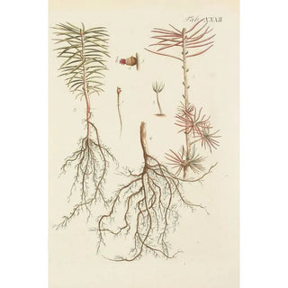 Illustration of wild trees, perennial plants, and shrubs Pl032 - Carl Christoph Oelhafen von Schöllenbach — artwork view