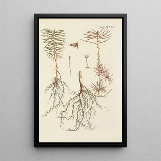 Illustration of wild trees, perennial plants, and shrubs Pl032 - Carl Christoph Oelhafen von Schöllenbach — framed artwork on a wall