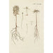 Illustration of wild trees, perennial plants, and shrubs Pl033 - Carl Christoph Oelhafen von Schöllenbach — artwork view