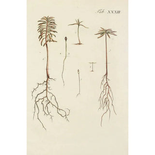 Illustration of wild trees, perennial plants, and shrubs Pl033 - Carl Christoph Oelhafen von Schöllenbach — artwork view