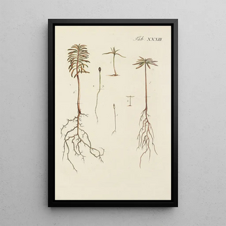 Illustration of wild trees, perennial plants, and shrubs Pl033 - Carl Christoph Oelhafen von Schöllenbach — framed artwork on a wall