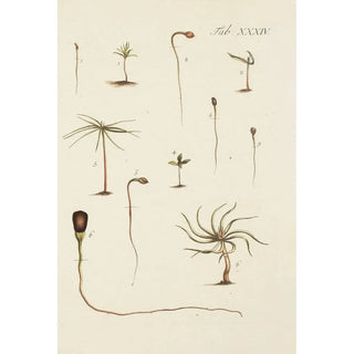 Illustration of wild trees, perennial plants, and shrubs Pl034 - Carl Christoph Oelhafen von Schöllenbach — artwork view