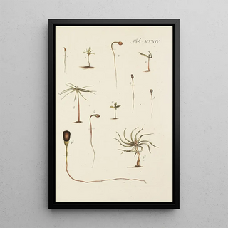 Illustration of wild trees, perennial plants, and shrubs Pl034 - Carl Christoph Oelhafen von Schöllenbach — framed artwork on a wall