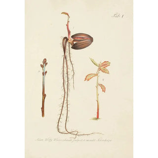 Illustration of wild trees, perennial plants, and shrubs Pl035 - Carl Christoph Oelhafen von Schöllenbach