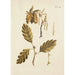 Illustration of wild trees, perennial plants, and shrubs Pl036 - Carl Christoph Oelhafen von Schöllenbach