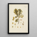Illustration of wild trees, perennial plants, and shrubs Pl037 - Carl Christoph Oelhafen von Schöllenbach
