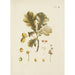 Illustration of wild trees, perennial plants, and shrubs Pl037 - Carl Christoph Oelhafen von Schöllenbach