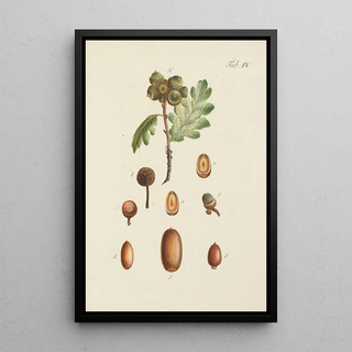 Illustration of wild trees, perennial plants, and shrubs Pl038 - Carl Christoph Oelhafen von Schöllenbach — framed artwork on a wall
