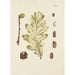 Illustration of wild trees, perennial plants, and shrubs Pl039 - Carl Christoph Oelhafen von Schöllenbach — artwork view