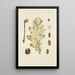 Illustration of wild trees, perennial plants, and shrubs Pl039 - Carl Christoph Oelhafen von Schöllenbach — framed artwork on a wall