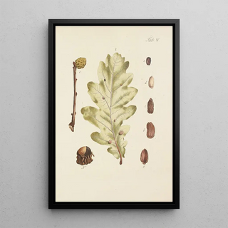 Illustration of wild trees, perennial plants, and shrubs Pl039 - Carl Christoph Oelhafen von Schöllenbach — framed artwork on a wall