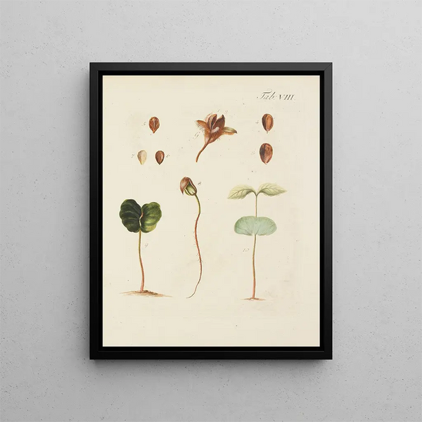Wild Trees, Perennial Plants, and Shrubs Painting Pl042 - Carl Christoph Oelhafen von Schöllenbach — framed artwork on a wall