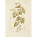 Illustration of wild trees, perennial plants, and shrubs Pl044 - Carl Christoph Oelhafen von Schöllenbach — artwork view