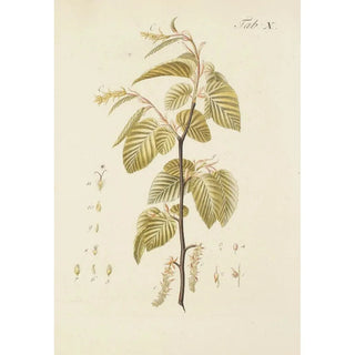 Illustration of wild trees, perennial plants, and shrubs Pl044 - Carl Christoph Oelhafen von Schöllenbach — artwork view