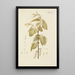 Illustration of wild trees, perennial plants, and shrubs Pl044 - Carl Christoph Oelhafen von Schöllenbach — framed artwork on a wall