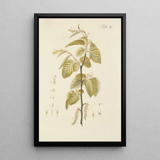 Illustration of wild trees, perennial plants, and shrubs Pl044 - Carl Christoph Oelhafen von Schöllenbach — framed artwork on a wall