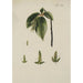 Illustration of wild trees, perennial plants, and shrubs Pl045 - Carl Christoph Oelhafen von Schöllenbach
