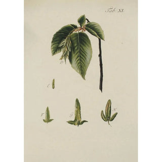 Illustration of wild trees, perennial plants, and shrubs Pl045 - Carl Christoph Oelhafen von Schöllenbach