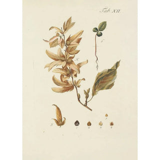 Illustration of wild trees, perennial plants, and shrubs Pl046 - Carl Christoph Oelhafen von Schöllenbach