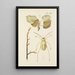 Illustration of wild trees, perennial plants, and shrubs Pl047 - Carl Christoph Oelhafen von Schöllenbach — framed artwork on a wall