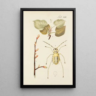 Illustration of wild trees, perennial plants, and shrubs Pl047 - Carl Christoph Oelhafen von Schöllenbach — framed artwork on a wall
