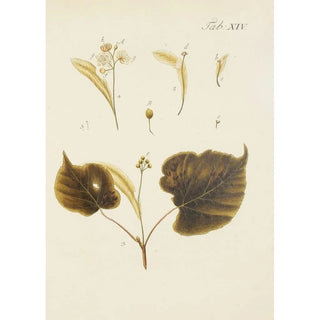 Illustration of wild trees, perennial plants, and shrubs Pl048 - Carl Christoph Oelhafen von Schöllenbach — artwork view