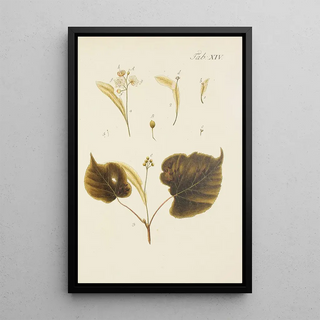 Illustration of wild trees, perennial plants, and shrubs Pl048 - Carl Christoph Oelhafen von Schöllenbach — framed artwork on a wall