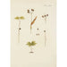 Illustration of wild trees, perennial plants, and shrubs Pl049 - Carl Christoph Oelhafen von Schöllenbach — artwork view