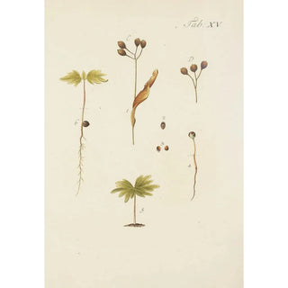 Illustration of wild trees, perennial plants, and shrubs Pl049 - Carl Christoph Oelhafen von Schöllenbach — artwork view