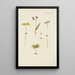Illustration of wild trees, perennial plants, and shrubs Pl049 - Carl Christoph Oelhafen von Schöllenbach — framed artwork on a wall