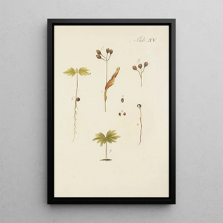 Illustration of wild trees, perennial plants, and shrubs Pl049 - Carl Christoph Oelhafen von Schöllenbach — framed artwork on a wall