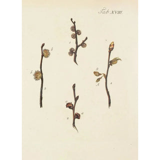 Illustration of wild trees, perennial plants, and shrubs Pl052 - Carl Christoph Oelhafen von Schöllenbach — artwork view