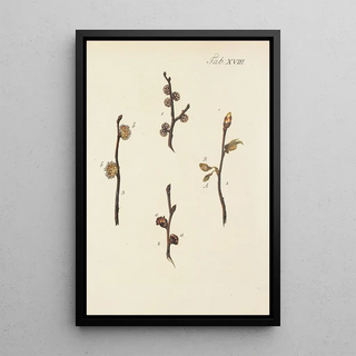 Illustration of wild trees, perennial plants, and shrubs Pl052 - Carl Christoph Oelhafen von Schöllenbach — framed artwork on a wall