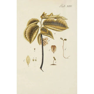 Illustration of wild trees, perennial plants, and shrubs Pl053 - Carl Christoph Oelhafen von Schöllenbach — artwork view