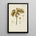 Illustration of wild trees, perennial plants, and shrubs Pl053 - Carl Christoph Oelhafen von Schöllenbach — framed artwork on a wall