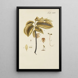 Illustration of wild trees, perennial plants, and shrubs Pl053 - Carl Christoph Oelhafen von Schöllenbach — framed artwork on a wall