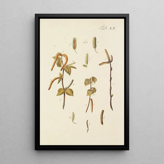 Illustration of wild trees, perennial plants, and shrubs Pl054 - Carl Christoph Oelhafen von Schöllenbach — framed artwork on a wall