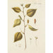 Illustration of wild trees, perennial plants, and shrubs Pl055 - Carl Christoph Oelhafen von Schöllenbach