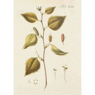 Illustration of wild trees, perennial plants, and shrubs Pl055 - Carl Christoph Oelhafen von Schöllenbach