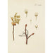 Illustration of wild trees, perennial plants, and shrubs Pl058 - Carl Christoph Oelhafen von Schöllenbach — artwork view