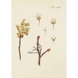 Illustration of wild trees, perennial plants, and shrubs Pl058 - Carl Christoph Oelhafen von Schöllenbach — artwork view